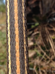 Thamnophis proximus rubrilineatus