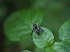 Anterhynchium flavomarginatum