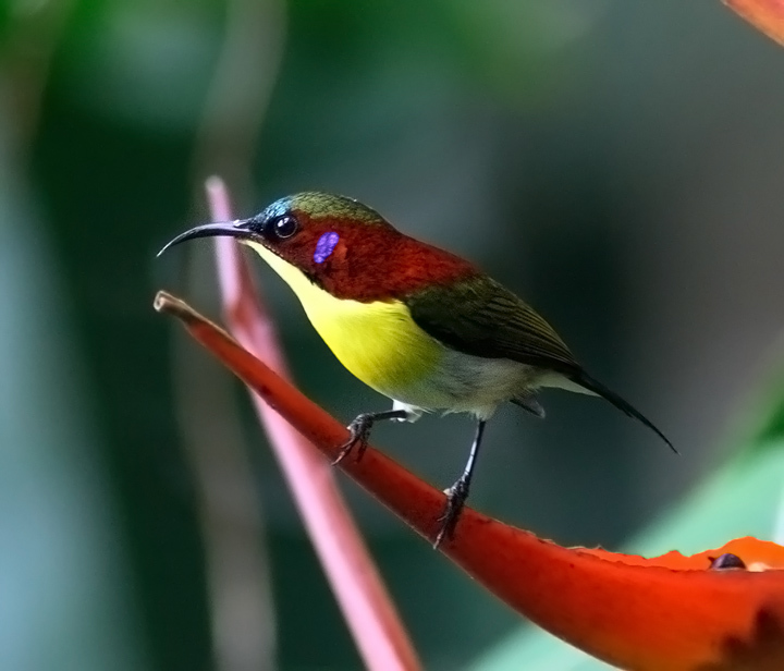 Handsome Sunbird illustration