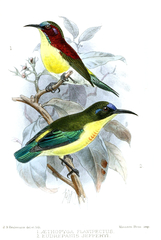 Handsome Sunbird photo 2