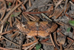Leptostales rubromarginaria