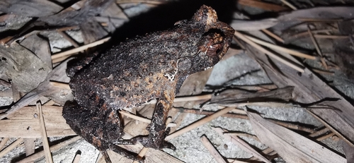 Boulenophrys lichun