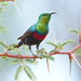 Sunbirds and Spiderhunters - Photo (c) Derek Keats, some rights reserved (CC BY)