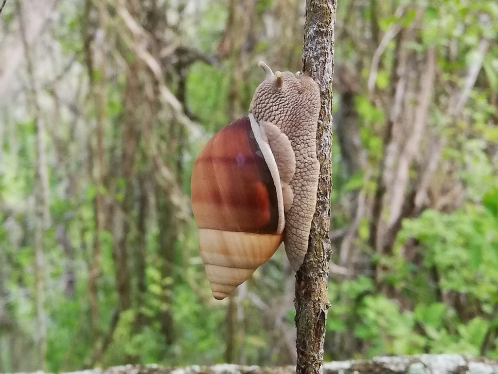 Orthalicus maracaibensis