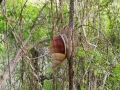 Orthalicus maracaibensis