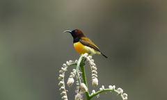 Maroon-Naped Sunbird photo 5