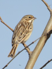 Emberiza pallasi