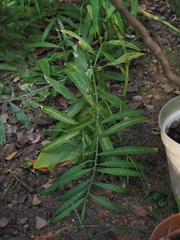 Zingiber officinale