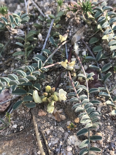 Girdled Milk-vetch (Astragalus circumdatus)