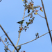 Aethopyga pulcherrima decorosa - Photo (c) Brendan Ryan, algunos derechos reservados (CC BY-NC-SA)