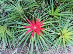 Bromelia humilis