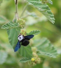 Xylocopa phalothorax