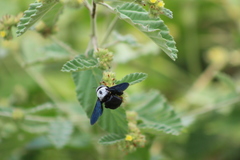 Xylocopa phalothorax