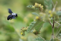 Xylocopa phalothorax