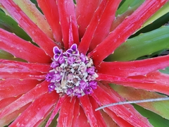 Bromelia humilis