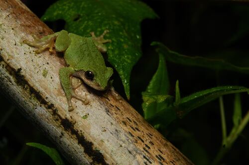 Eiffinger's Tree Frog