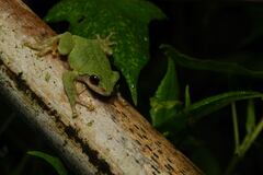 Eiffinger's Treefrog photo 5