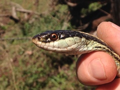 Thamnophis proximus rubrilineatus