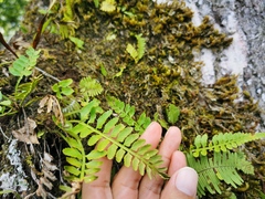 Asplenium cuspidatum