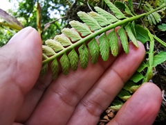 Asplenium cuspidatum