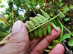 Asplenium cuspidatum