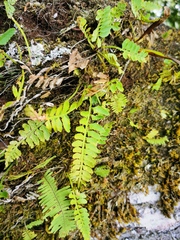 Asplenium cuspidatum