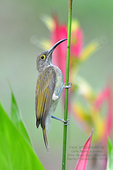 Pale Spiderhunter photo 1