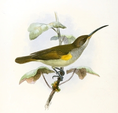 Pale Spiderhunter photo 2