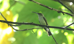 Pale Spiderhunter photo 3