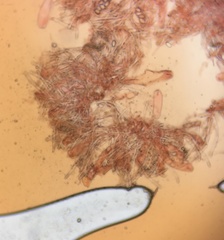Iodophanus