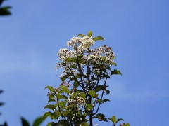 Olearia rani rani