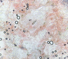 Iodophanus