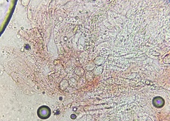 Iodophanus