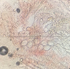 Iodophanus