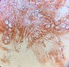 Iodophanus
