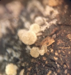 Iodophanus