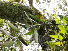Pseudorhipsalis ramulosa