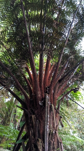 Dicksonia blumei observed 2025-07-10