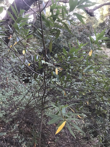 Umbellularia californica