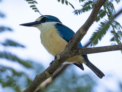 Flat-Billed Kingfisher photo 5