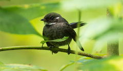 Samoan Fantail photo 3