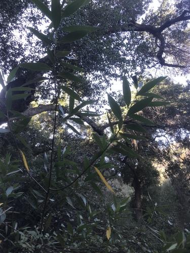 Umbellularia californica