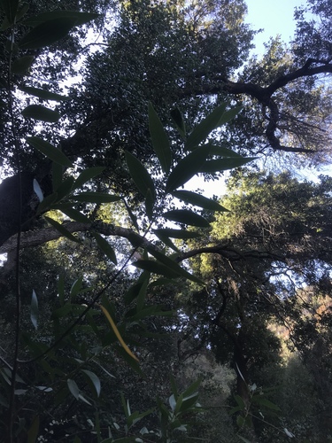 Umbellularia californica