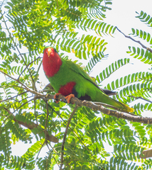 Blue-Crowned Lorikeet photo 4