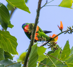 Blue-Crowned Lorikeet photo 5