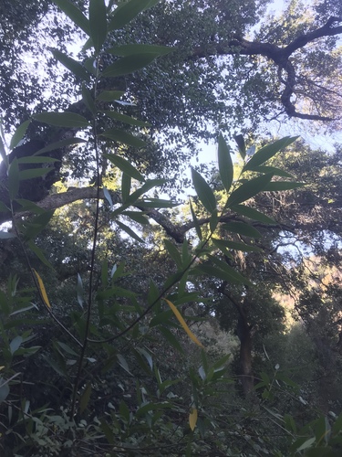 Umbellularia californica