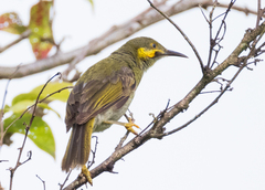 Wattled Honeyeater photo 2