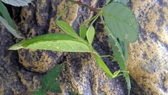 Phyllium philippinicum