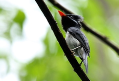 Azure-Crested Flycatcher photo 3