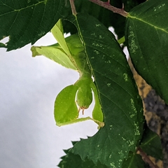 Phyllium philippinicum